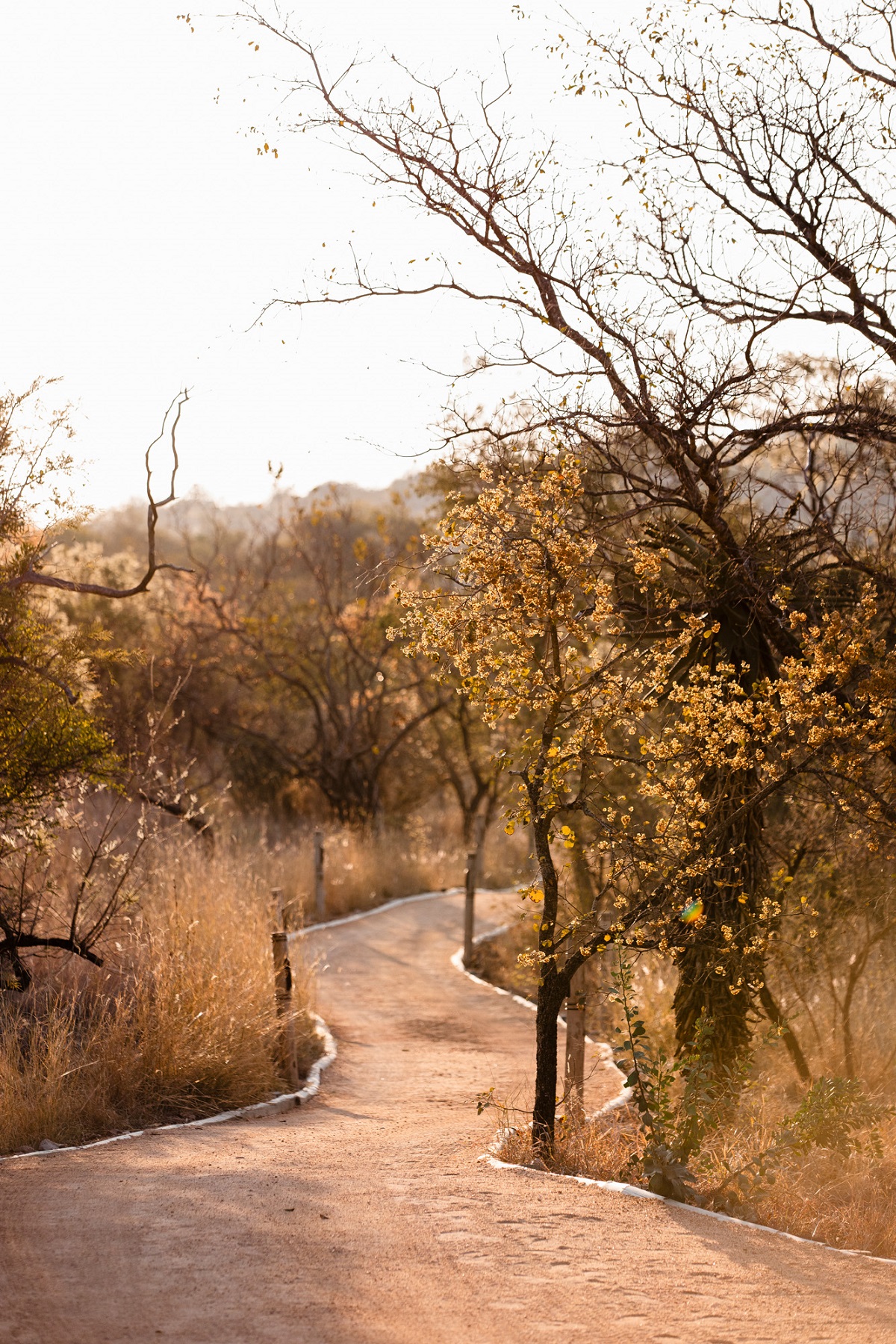 curved earth path winding through the trees and veld